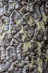 Closeup of Araucaria tree at National Park Nahuelbuta, South of Chile.