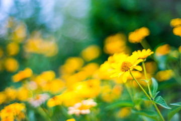 Obraz na płótnie Canvas yellow flowers