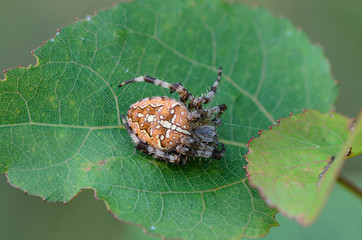 The female spider araneus sitting in his nest