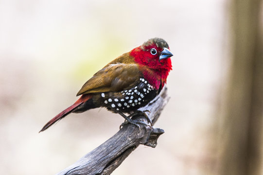 Male Red-Throated Twinspot