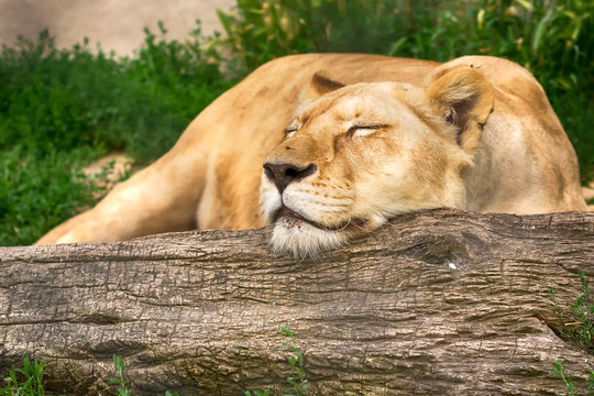 White Lion
