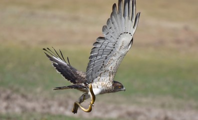 Short Toad Eagle