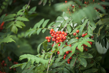 Obraz premium Rowanberry branch