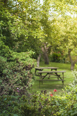 Fototapeta na wymiar English garden in the summer