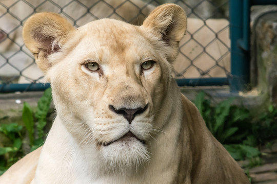 White Lion