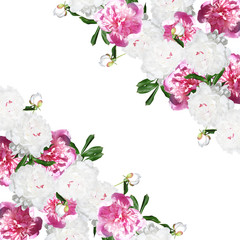 Beautiful floral background with white and pink peonies 