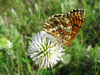 Obraz premium Knapweed fritillary (Melitaea phoebe) on Mountain Clover (Trifolium montanum)