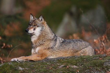 Grey wolf