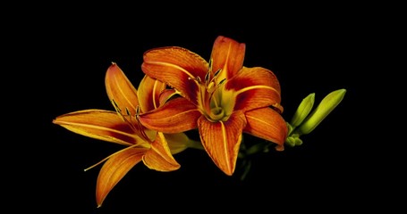 Orange Lily flower blooming on black background 