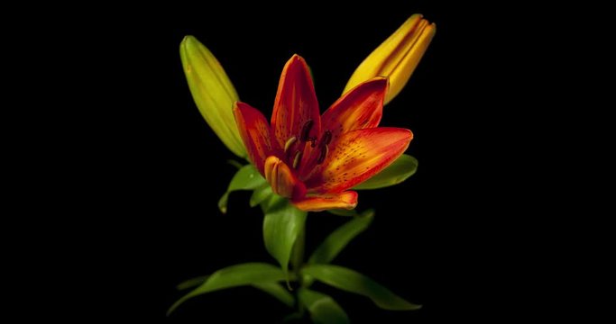 Orange Lily blooming on black background shot in studio 