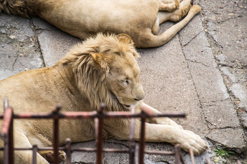 Naklejka premium Lion