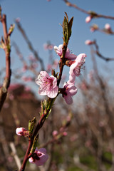 Apricot flowers on the blue sky background