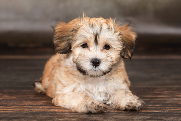 havanese puppy dog 