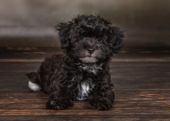 havanese puppy dog 