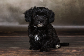 havanese puppy dog 