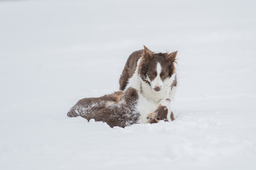 Border Collie mit Australian Shepherd Welpe im Schnee