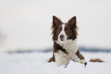 Border Collie liegt im Schnee