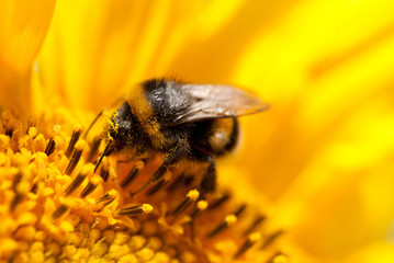 bee