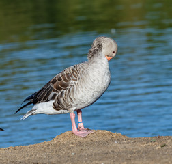 Grey goose cleans the stylus on the background of blue water