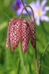 Fritillary flower