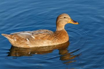 Yellow duck on blue water