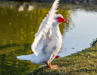 White duck flapping its wings