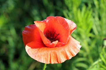 Fototapeta premium Poppy