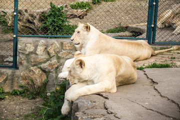 Naklejka premium White Lion