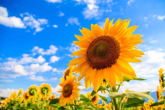ひまわり Images – Browse 76,090 Stock Photos, Vectors, and Video