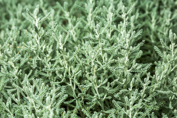 Cotton lavender (Santolina chamaecyparissus)