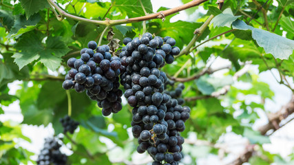 Bunches of ripe grapes in a vineyard.