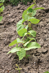 Young beetroot, celery and thyme in vegetable intercropping cultivation. Eco-friendly backyard garden, vegetable garden.