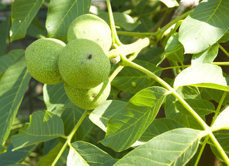 Four green unripe walnuts on a branch under a bright sunlight - 133070101