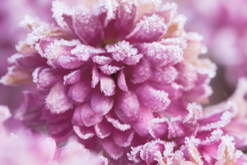 Crisantemo ghiacciato