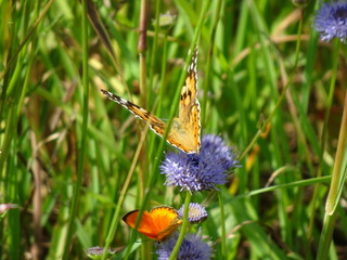 Butterflies in the meadow.