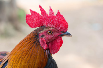 close up thai cockfight