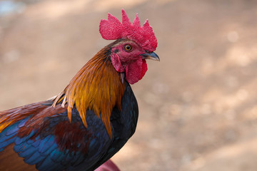 close up thai cockfight