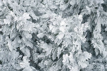 texture background of natural pine needles  thuja plants in frost