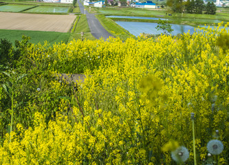 Yellow oilseed rape