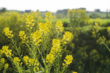 Yellow rapeseed and landscape
