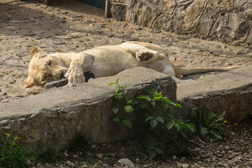 White Lion