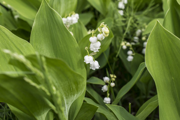 Lily of the valley