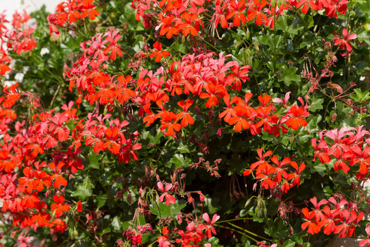 Flowers of a red geranium close up