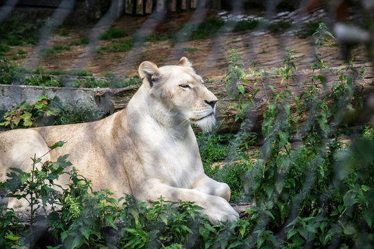 White Lion