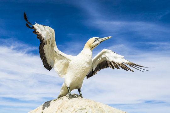 Cape Gannet Wing Flapping