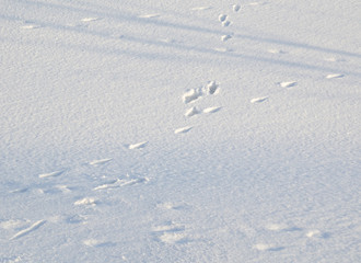 human shadow on the snow