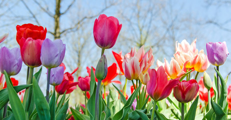 Glück, Lebensfreude, Frühlingserwachen, Leben: Buntes, duftendes Blumenfeld im Frühling :)