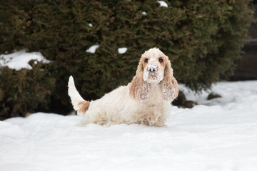 english cocker spaniel dog playing in fresh snow