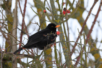 male of Common black bird in winter