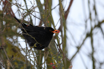 male of Common black bird in winter